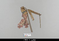 藏品(中國湖北皮影戲偶身)的圖片